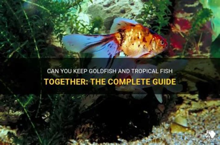Can you keep goldfish together