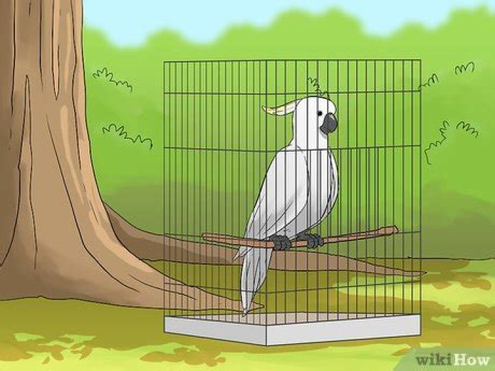Can you keep pet birds outside