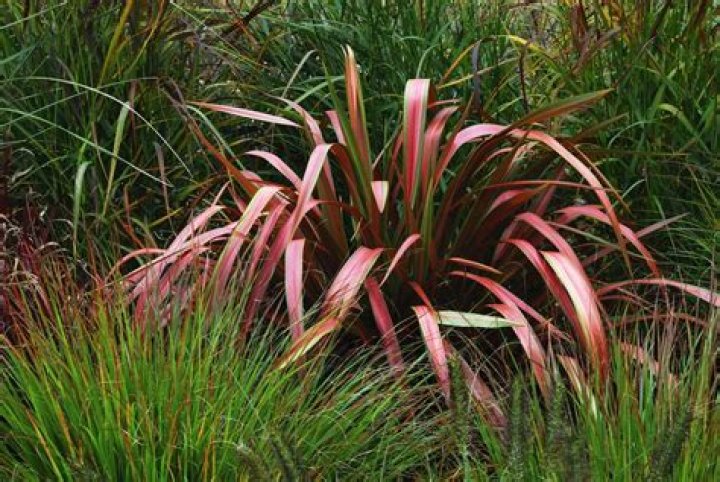 Can you mix ornamental grasses