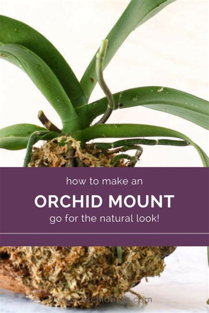 Can you mount an orchid on a rock