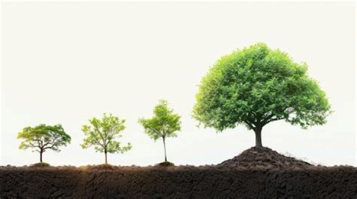 Can you move fully grown trees