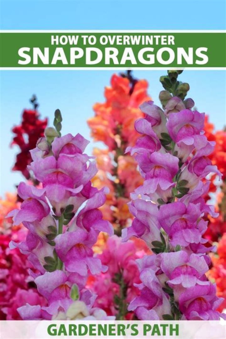Can you over water snapdragons