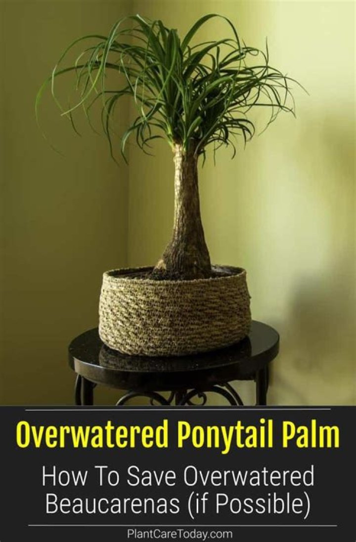 Can you overwater a palm plant