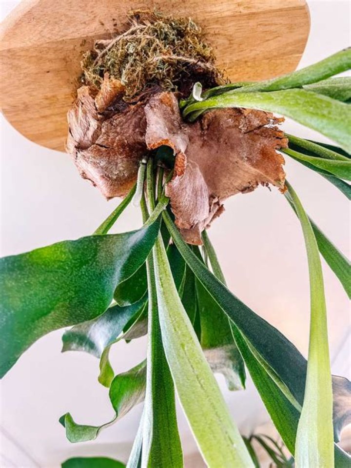 Can you overwater a staghorn fern