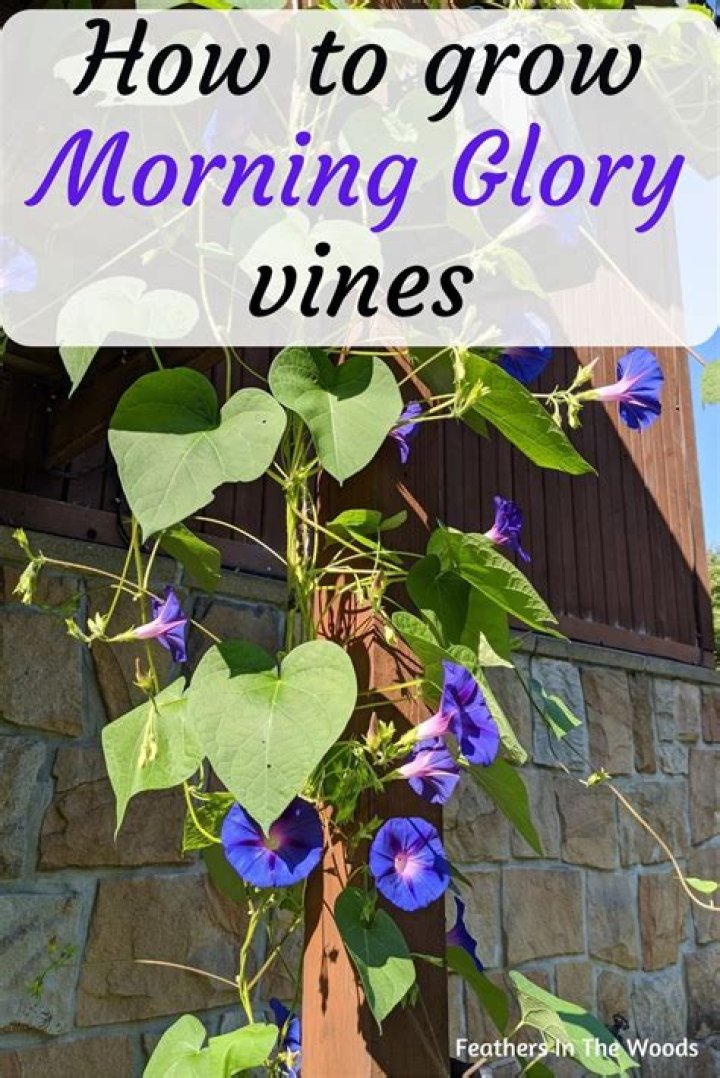 Can you overwater morning glories