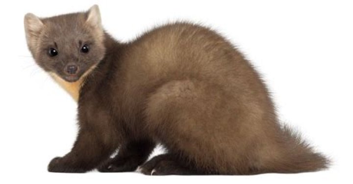 Can you own a pine marten