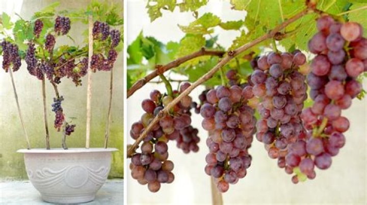 Can you plant grapes in autumn