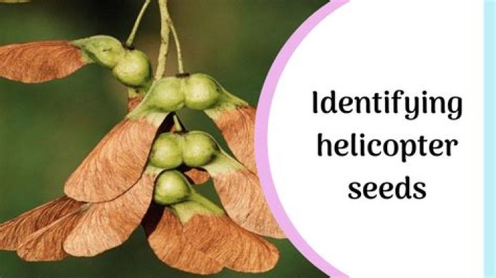Can you plant helicopter seeds