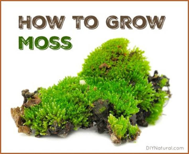 Can you plant moss