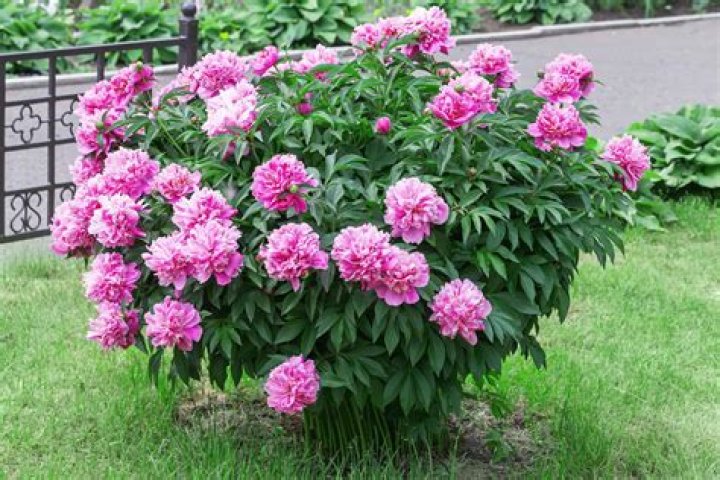 Can you plant peonies in April