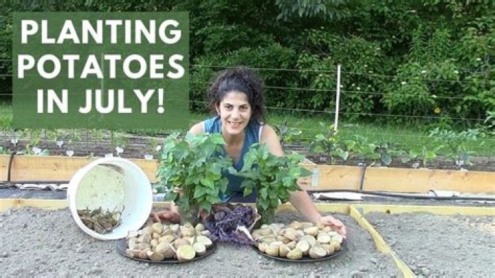 Can you plant potatoes in July