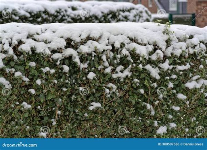 Can you plant privet in winter