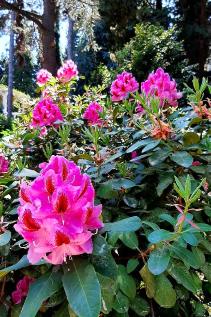 Can you plant rhododendrons in the fall
