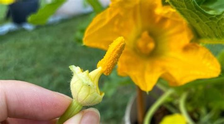 Can you pollinate squash yourself