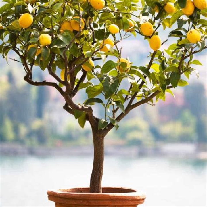 Can you propagate a lemon tree