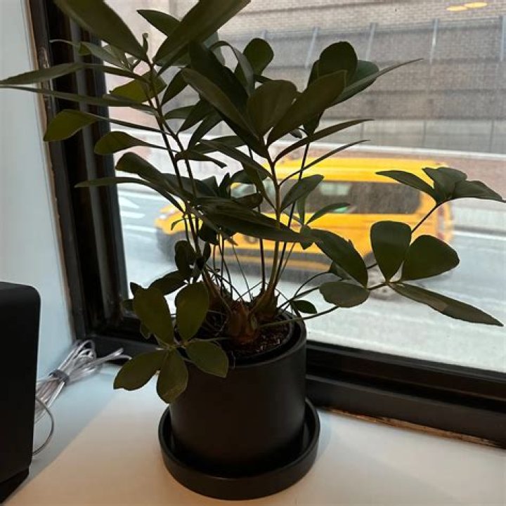 Can you propagate cardboard plant