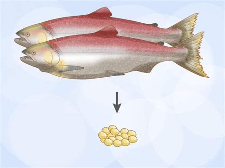 Can you raise salmon in a pond