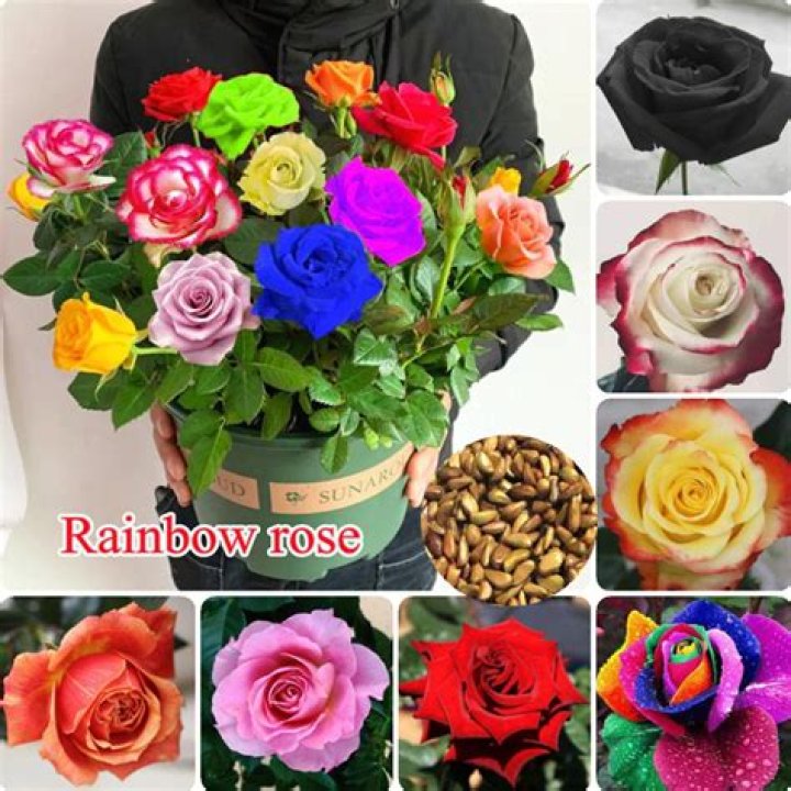 Can you really grow rainbow roses