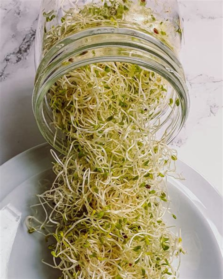 Can you regrow alfalfa sprouts
