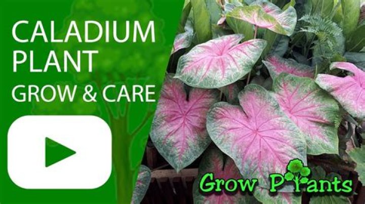 Can you replant caladium bulbs