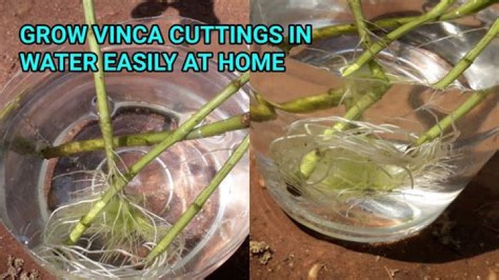 Can you root Vinca minor in water
