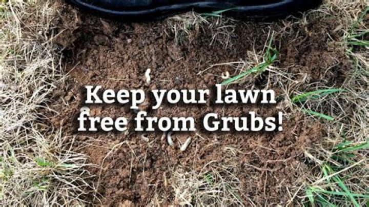 Can you see grubs in your lawn