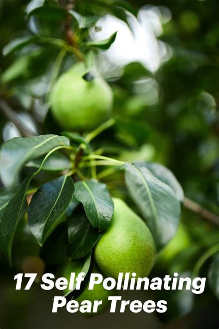 Can you self pollinate pear trees