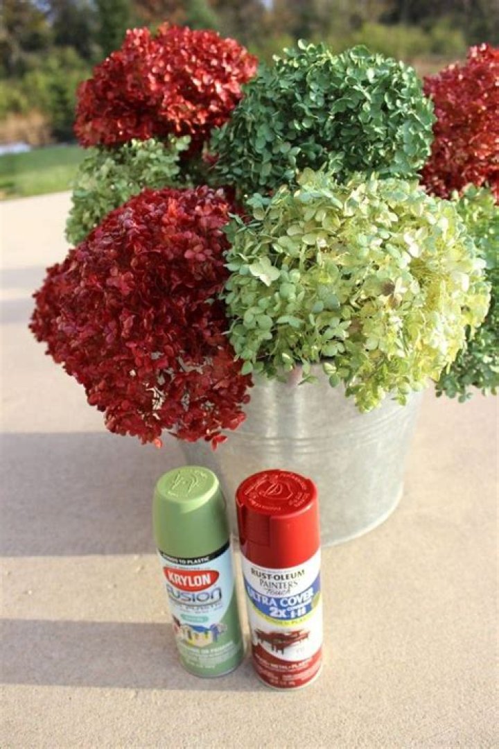 Can you spray paint hydrangea