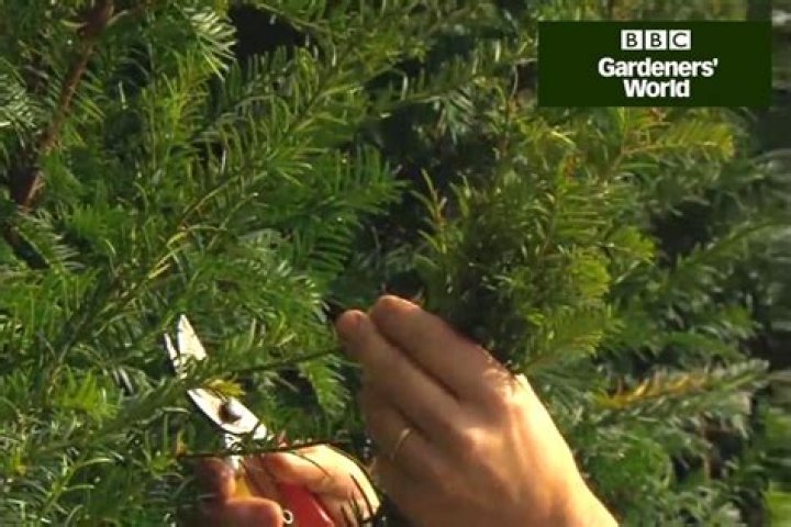 Can you take cuttings from yew
