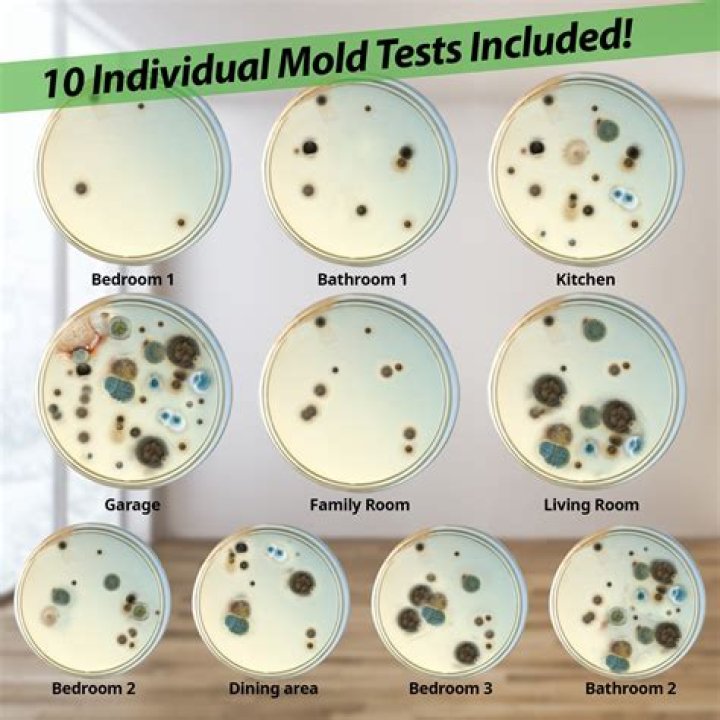 Can you test yourself for mold