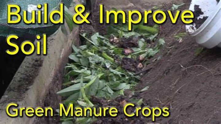 Can you use manure in a vegetable garden