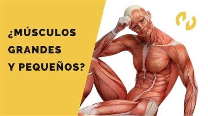 ¿Cuál es el musculo más grueso