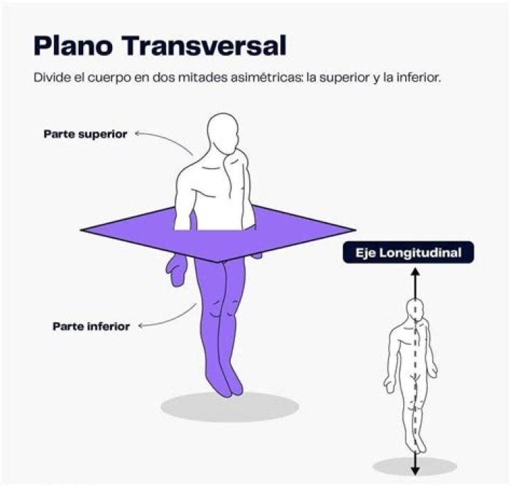 ¿Cuál es el plano transversal