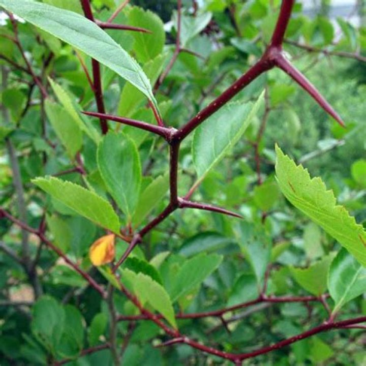 Do all hawthorn trees have thorns