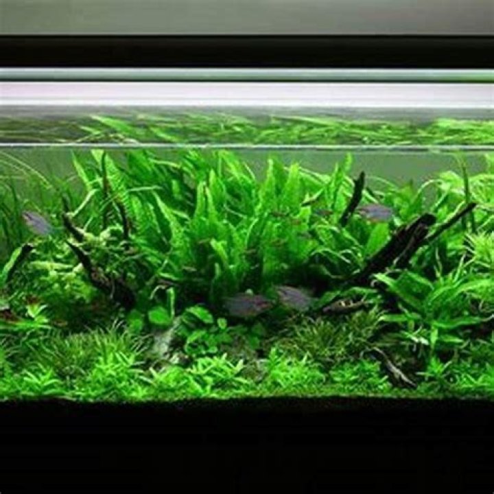 Do aquarium plants absorb fish waste