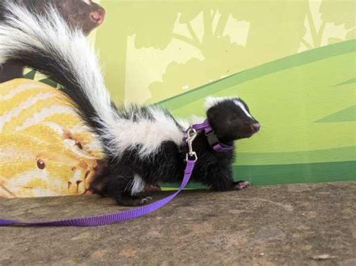 Do bats smell like skunks
