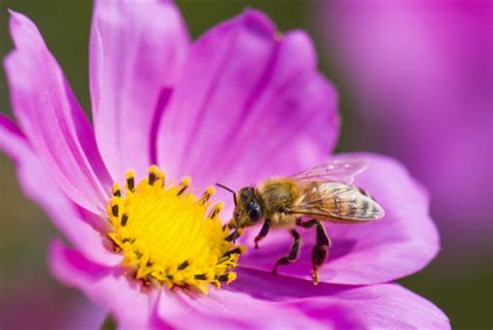 Do bees pollinate most plants