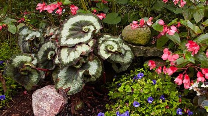 Do begonias like sun or shade