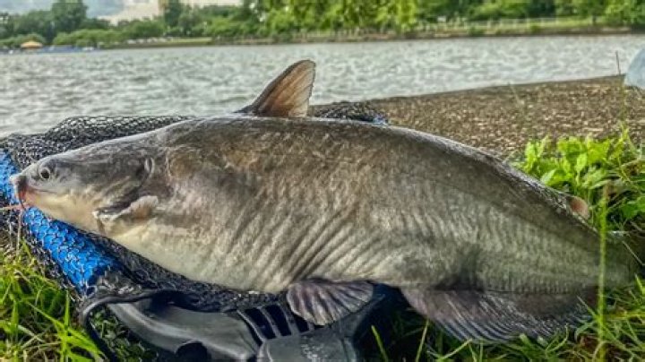 Do blue catfish have stingers