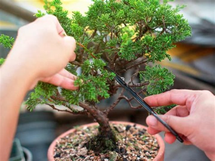 Do bonsai trees need trimming