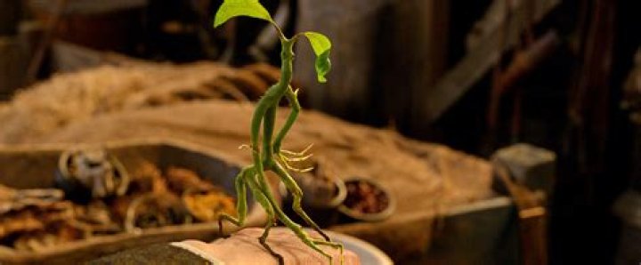 Do Bowtruckles eat fairy eggs