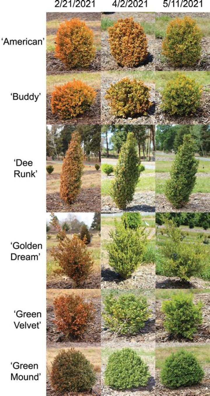 Do boxwoods change color in winter
