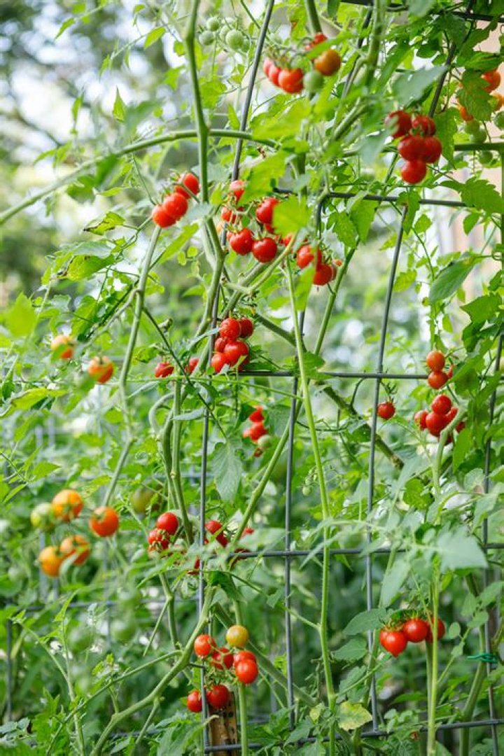 Do cherry tomatoes need a trellis