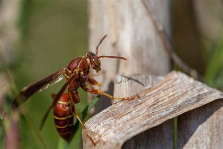 Do dead wasps attract other wasps