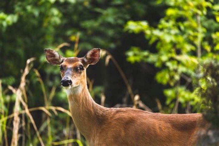Do deer ticks drop from trees