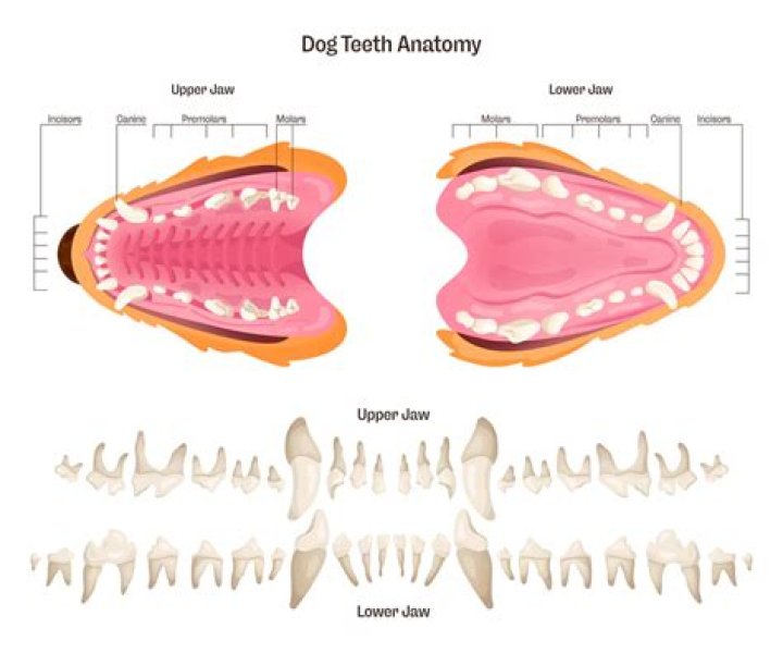 Do dogs have roots on their teeth