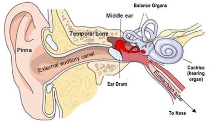 Do ears affect balance