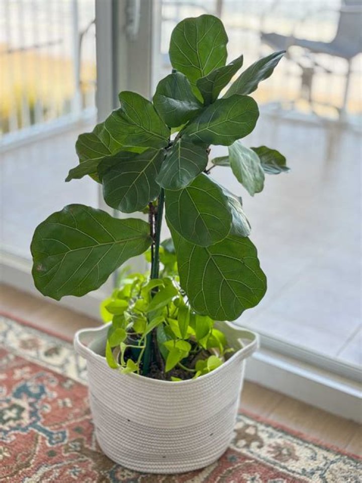 Do fiddle leaf fig purify air