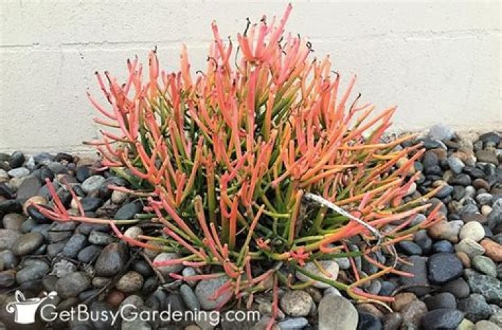 Do Firestick plants need full sun