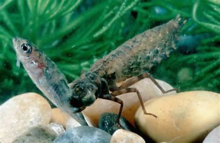 Do fish eat dragon fly larvae